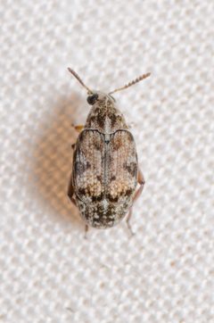 Algarobius by (c) Justin Williams, some rights reserved (CC BY), uploaded by Justin Williams. Used under a CC-BY license.