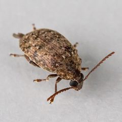 Amblycerus by (c) Bill Keim, some rights reserved (CC BY). Used under a CC-BY license.