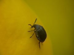 Bruchidius villosus by (c) Jon Sullivan, some rights reserved (CC BY). Used under a CC-BY license.