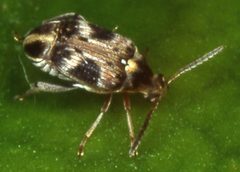 Callosobruchus by (c) limbatus, some rights reserved (CC BY). Used under a CC-BY license.