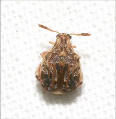 Gibbobruchus by no rights reserved, uploaded by Chrissy McClarren and Andy Reago. Used under a CC0 license.
