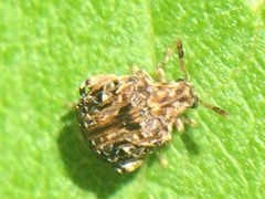 Gibbobruchus by (c) Darin J McGuire, some rights reserved (CC BY), uploaded by Darin J McGuire. Used under a CC-BY license.
