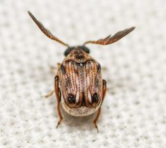 Megacerus cubiculus by (c) Justin Williams, some rights reserved (CC BY), uploaded by Justin Williams. Used under a CC-BY license.