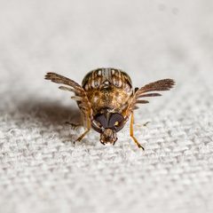 Megacerus cubiculus by (c) Justin Williams, some rights reserved (CC BY), uploaded by Justin Williams. Used under a CC-BY license.