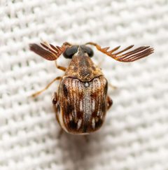 Megacerus cubiculus by (c) Justin Williams, some rights reserved (CC BY), uploaded by Justin Williams. Used under a CC-BY license.