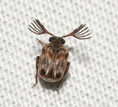 Megacerus cubiculus by no rights reserved, uploaded by Chrissy McClarren and Andy Reago. Used under a CC0 license.