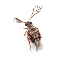 Megacerus cubiculus by (c) Russell Pfau, some rights reserved (CC BY), uploaded by Russell Pfau. Used under a CC-BY license.