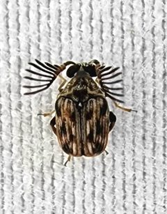 Megacerus cubiculus by (c) Alexis Smith, some rights reserved (CC BY), uploaded by Alexis Smith. Used under a CC-BY license.