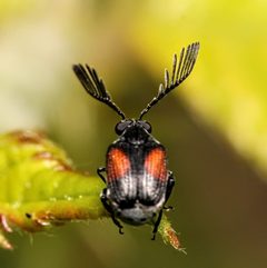 Megacerus discoidus (Say, 1824) by (c) Adrienne van den Beemt, some rights reserved (CC BY), uploaded by Adrienne van den Beemt. Used under a CC-BY license.