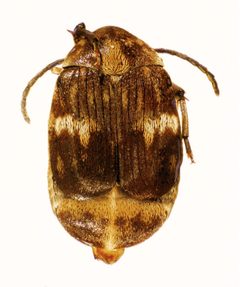 Zabrotes subfasciatus by (c) CSIRO, some rights reserved (CC BY). Used under a CC-BY license.