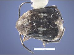 Zabrotes subfasciatus by (c) Willow Warren, Department of Agriculture Western Australia, some rights reserved (CC BY). Used under a CC-BY license.