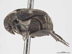 Zabrotes subfasciatus by (c) Sarah McCaffrey, Museum Victoria, some rights reserved (CC BY). Used under a CC-BY license.