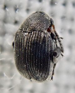 Bruchus loti by (c) Paul Cook, some rights reserved (CC BY), uploaded by Paul Cook. Used under a CC-BY license.