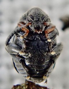 Bruchus loti by (c) Paul Cook, some rights reserved (CC BY), uploaded by Paul Cook. Used under a CC-BY license.