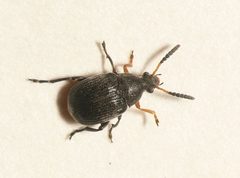 Bruchus loti by (c) anonymous, some rights reserved (CC BY). Used under a CC-BY license.