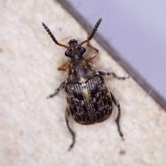 Bruchus rufimanus by (c) Barry Walter, some rights reserved (CC BY), uploaded by Barry Walter. Used under a CC-BY license.