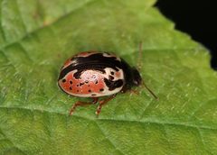 Calligrapha rhoda by (c) Jake McCumber, some rights reserved (CC BY), uploaded by Jake McCumber. Used under a CC-BY license.