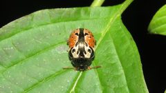 Calligrapha rowena by (c) Dan MacNeal, some rights reserved (CC BY), uploaded by Dan MacNeal. Used under a CC-BY license.