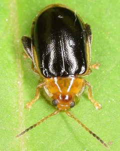 Capraita circumdata by (c) skitterbug, some rights reserved (CC BY), uploaded by skitterbug. Used under a CC-BY license.