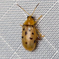 Capraita nigrosignata by (c) Ken-ichi Ueda, some rights reserved (CC BY), uploaded by Ken-ichi Ueda. Used under a CC-BY license.