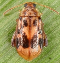 Capraita sexmaculata by (c) skitterbug, some rights reserved (CC BY), uploaded by skitterbug. Used under a CC-BY license.