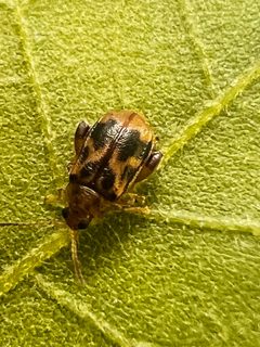 Capraita sexmaculata by (c) Mark Richman, some rights reserved (CC BY), uploaded by Mark Richman. Used under a CC-BY license.