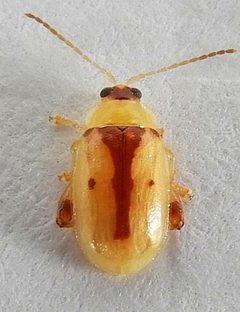 Capraita suturalis by (c) jimeckert49, some rights reserved (CC BY). Used under a CC-BY license.