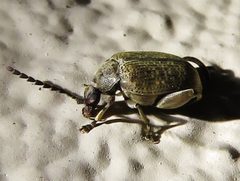 Caryobruchus by (c) Annika Lindqvist, some rights reserved (CC BY), uploaded by Annika Lindqvist. Used under a CC-BY license.