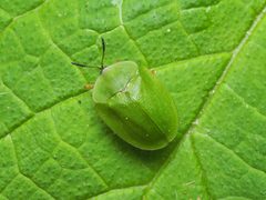 Cassida viridis by (c) Cosimo Costanzia di Costigliole, some rights reserved (CC BY), uploaded by Cosimo Costanzia di Costigliole. Used under a CC-BY license.
