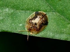 Cassida piperata by (c) Julia Beach, some rights reserved (CC BY), uploaded by Julia Beach. Used under a CC-BY license.