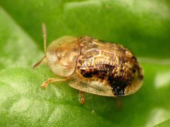 Cassida piperata by (c) Katja Schulz, some rights reserved (CC BY). Used under a CC-BY license.