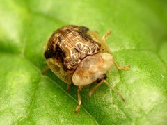 Cassida piperata by (c) Katja Schulz, some rights reserved (CC BY). Used under a CC-BY license.