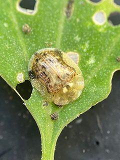 Cassida piperata by (c) Zihao Wang, some rights reserved (CC BY), uploaded by Zihao Wang. Used under a CC-BY license.