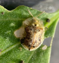 Cassida piperata by (c) Zihao Wang, some rights reserved (CC BY), uploaded by Zihao Wang. Used under a CC-BY license.
