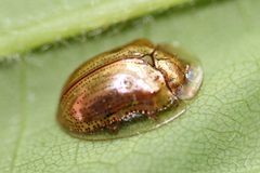 Charidotella sexpunctata by (c) Even Dankowicz, some rights reserved (CC BY), uploaded by Even Dankowicz. Used under a CC-BY license.