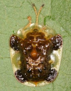 Helocassis clavata by (c) skitterbug, some rights reserved (CC BY), uploaded by skitterbug. Used under a CC-BY license.