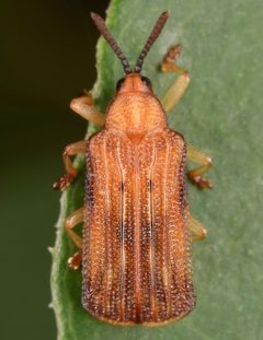 Baliosus nervosus by (c) skitterbug, some rights reserved (CC BY), uploaded by skitterbug. Used under a CC-BY license.