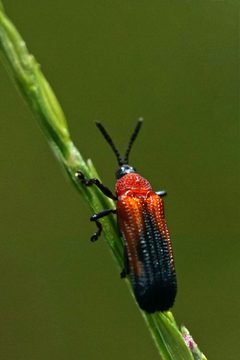 Chalepus sanguinicollis by (c) Eridan Xharahi, some rights reserved (CC BY), uploaded by Eridan Xharahi. Used under a CC-BY license.