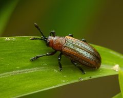 Microrhopala vittata by (c) Zachary Dankowicz, some rights reserved (CC BY), uploaded by Zachary Dankowicz. Used under a CC-BY license.