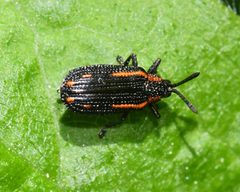 Microrhopala xerene by (c) Roger Rittmaster, some rights reserved (CC BY), uploaded by Roger Rittmaster. Used under a CC-BY license.