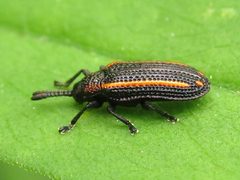 Microrhopala xerene by (c) Theo Rickert, some rights reserved (CC BY), uploaded by Theo Rickert. Used under a CC-BY license.