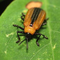 Odontota dorsalis by (c) Katja Schulz, some rights reserved (CC BY). Used under a CC-BY license.