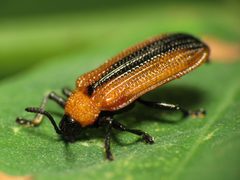 Odontota dorsalis by (c) Katja Schulz, some rights reserved (CC BY). Used under a CC-BY license.