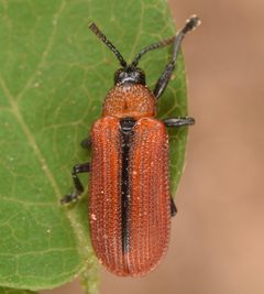 Odontota horni by (c) skitterbug, some rights reserved (CC BY), uploaded by skitterbug. Used under a CC-BY license.