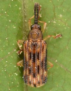 Sumitrosis inaequalis by (c) skitterbug, some rights reserved (CC BY), uploaded by skitterbug. Used under a CC-BY license.