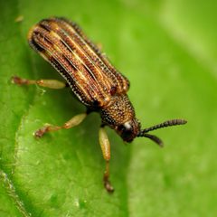 Sumitrosis inaequalis by (c) Katja Schulz, some rights reserved (CC BY). Used under a CC-BY license.
