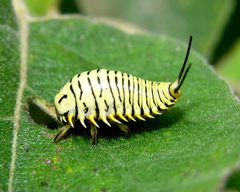 Physonota alutacea by (c) Roger Rittmaster, some rights reserved (CC BY), uploaded by Roger Rittmaster. Used under a CC-BY license.