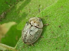 Physonota alutacea by (c) Sam Kieschnick, some rights reserved (CC BY), uploaded by Sam Kieschnick. Used under a CC-BY license.