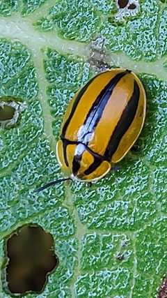 Physonota disjuncta by no rights reserved, uploaded by Sinaloa Silvestre. Used under a CC0 license.