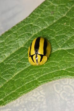 Physonota disjuncta by (c) Alan Rockefeller, some rights reserved (CC BY), uploaded by Alan Rockefeller. Used under a CC-BY license.